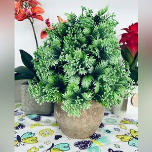 🎈sale🎈Plant with concrete vase